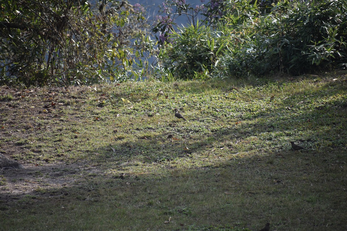 Chiguanco Thrush - ML638933218