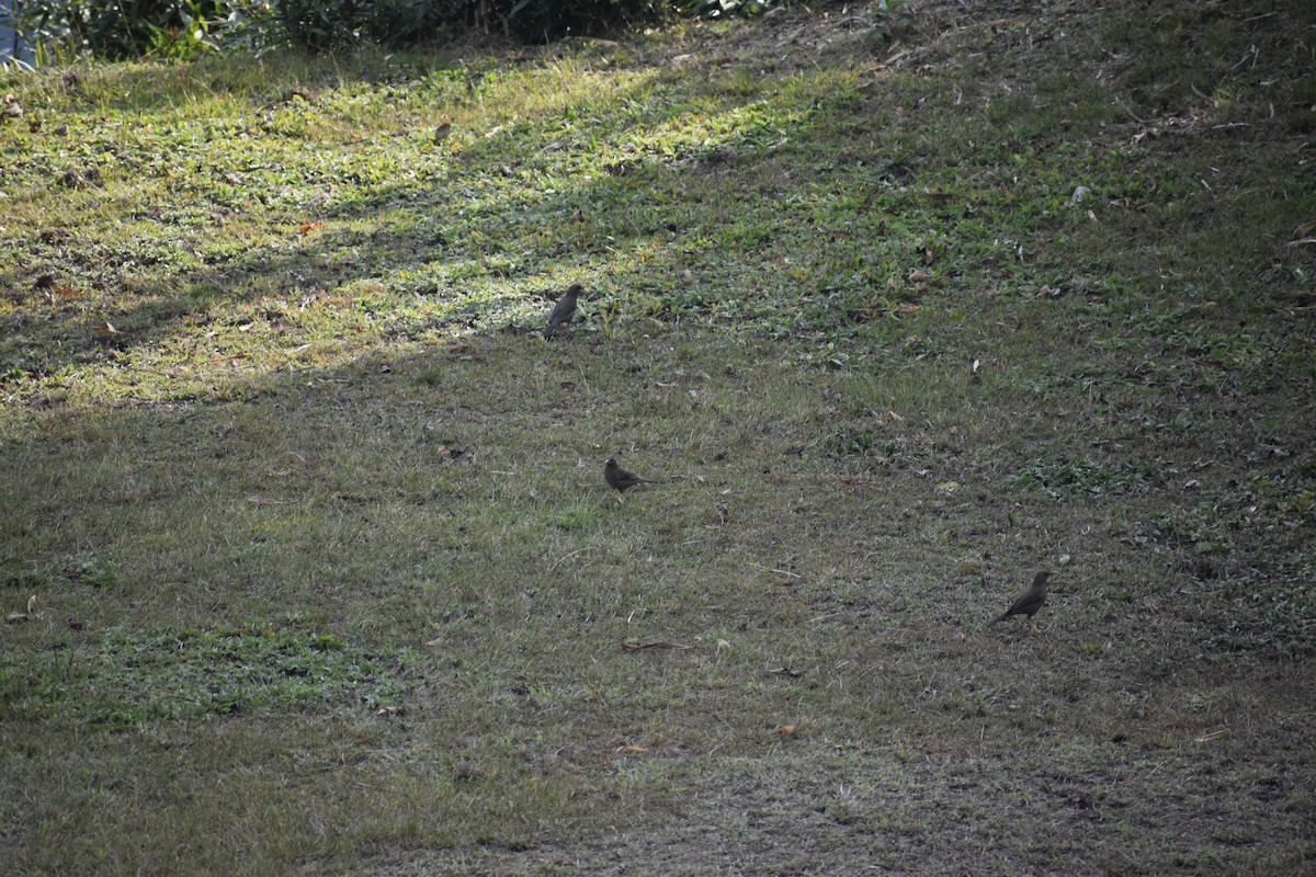 Chiguanco Thrush - ML638933220