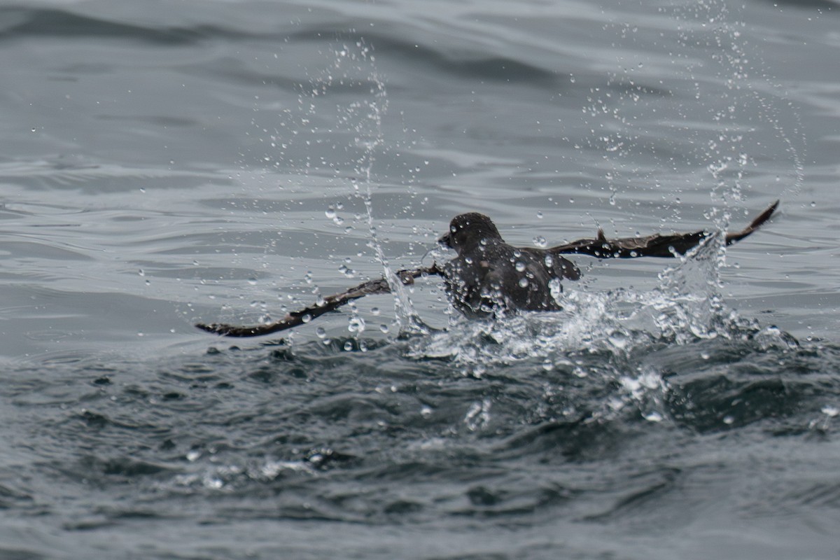 Cassin's Auklet - ML638933257