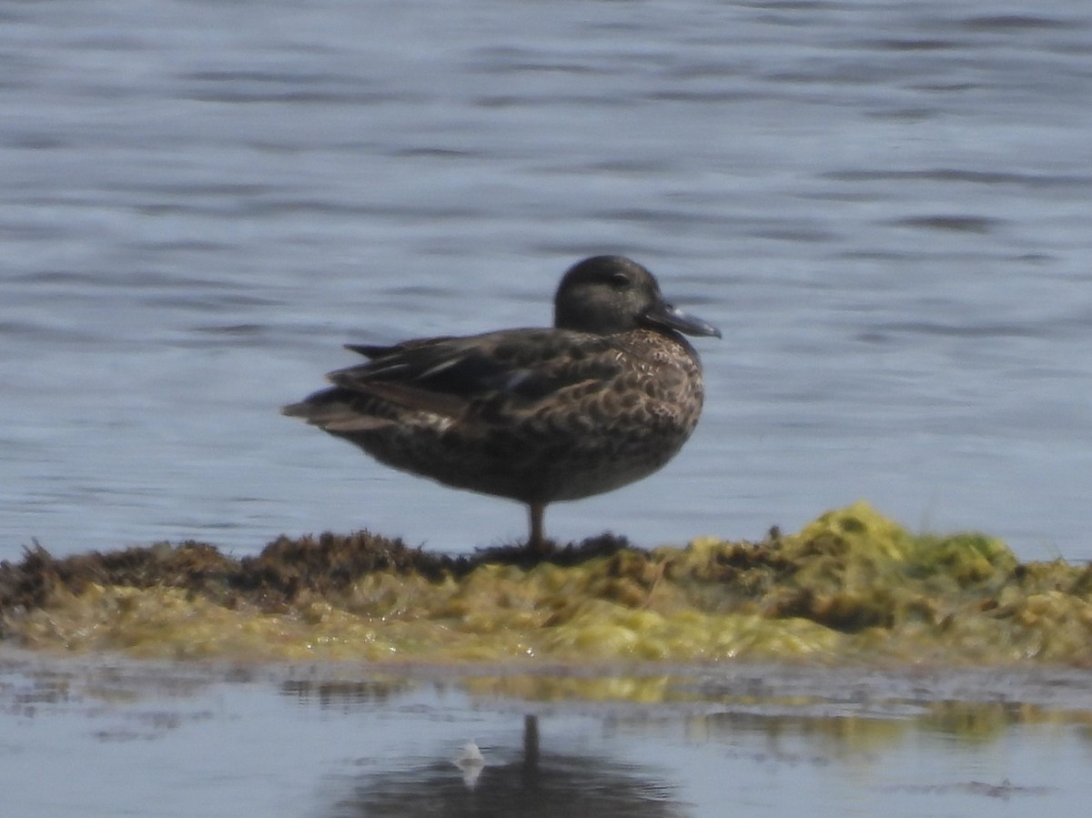 Blue-winged Teal - ML638933272
