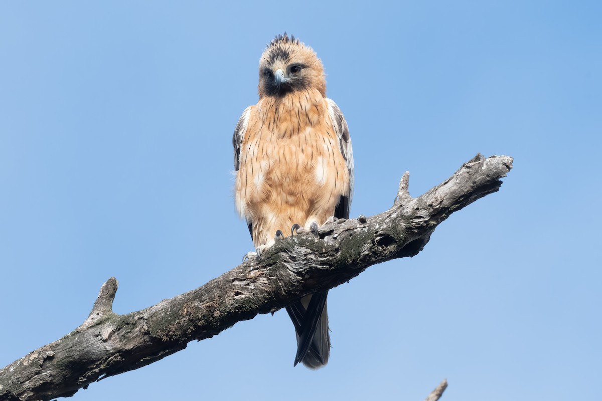Little Eagle - ML638933296