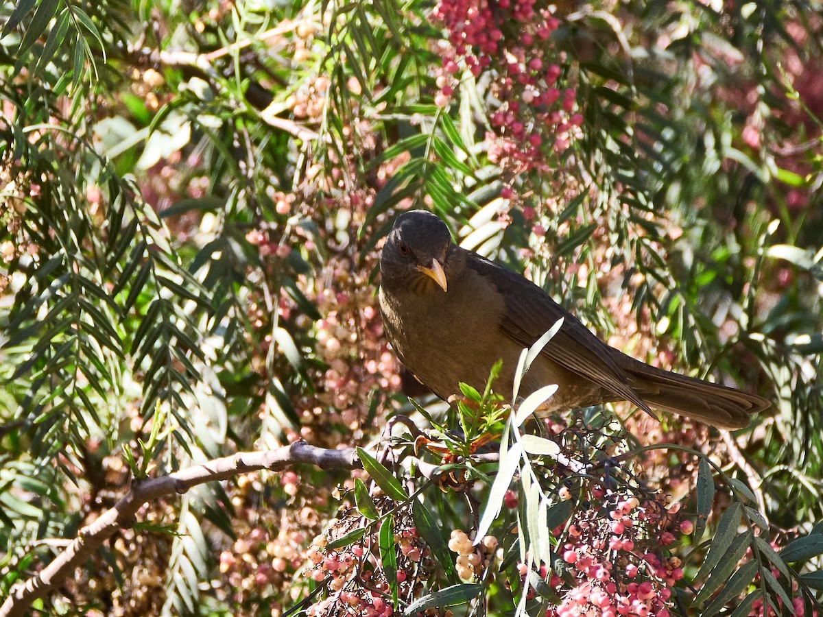 Chiguanco Thrush - ML638933357