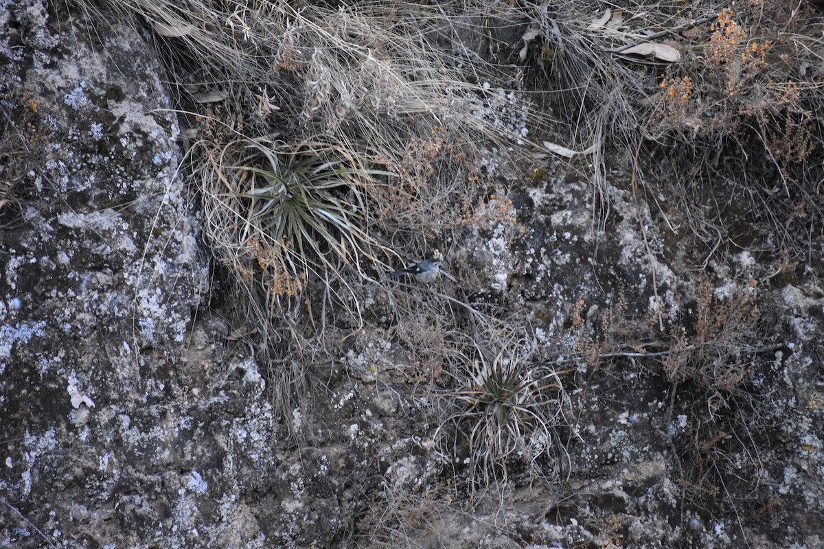 Cinereous Conebill - ML638933380