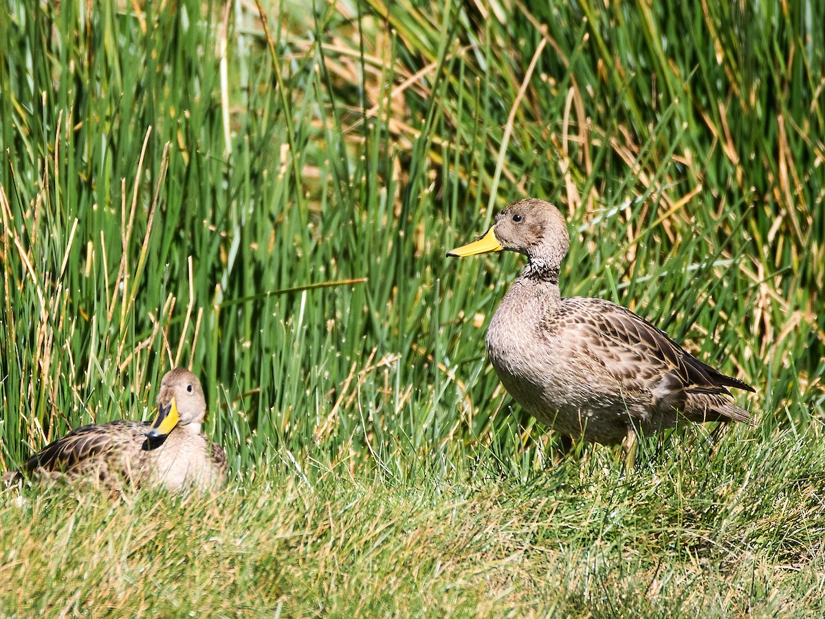 Yellow-billed Pintail - ML638933402