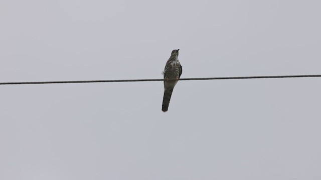 Common Hawk-Cuckoo - ML638933437