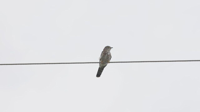 Common Hawk-Cuckoo - ML638933438