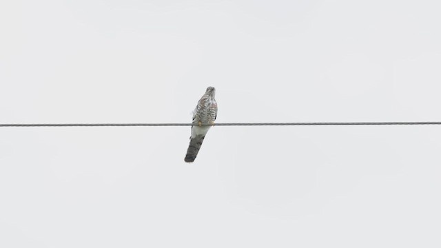 Common Hawk-Cuckoo - ML638933440