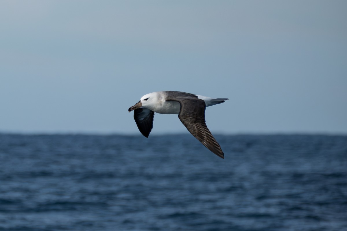 Albatros bekainduna - ML638933449