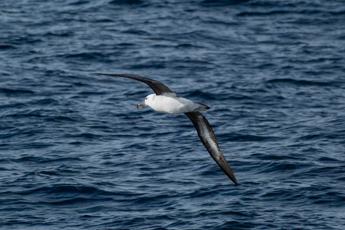 Albatros bekainduna - ML638933460