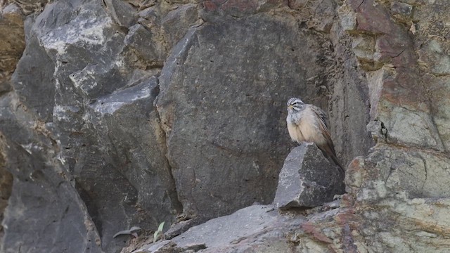 Striolated Bunting - ML638933462