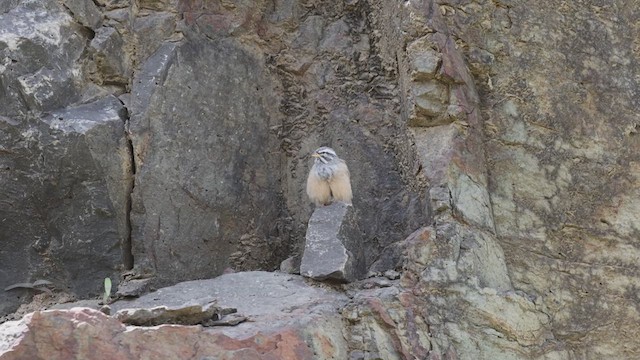 Striolated Bunting - ML638933465