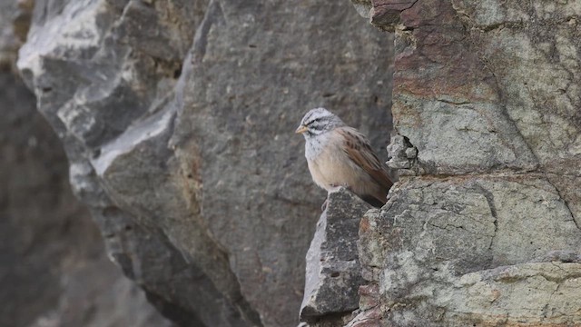 Striolated Bunting - ML638933466
