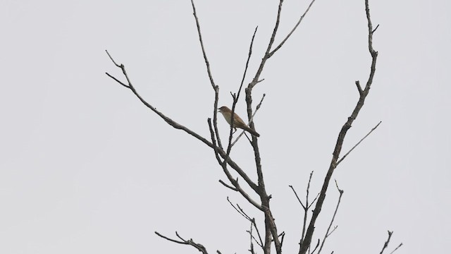 Broad-tailed Grassbird - ML638933474