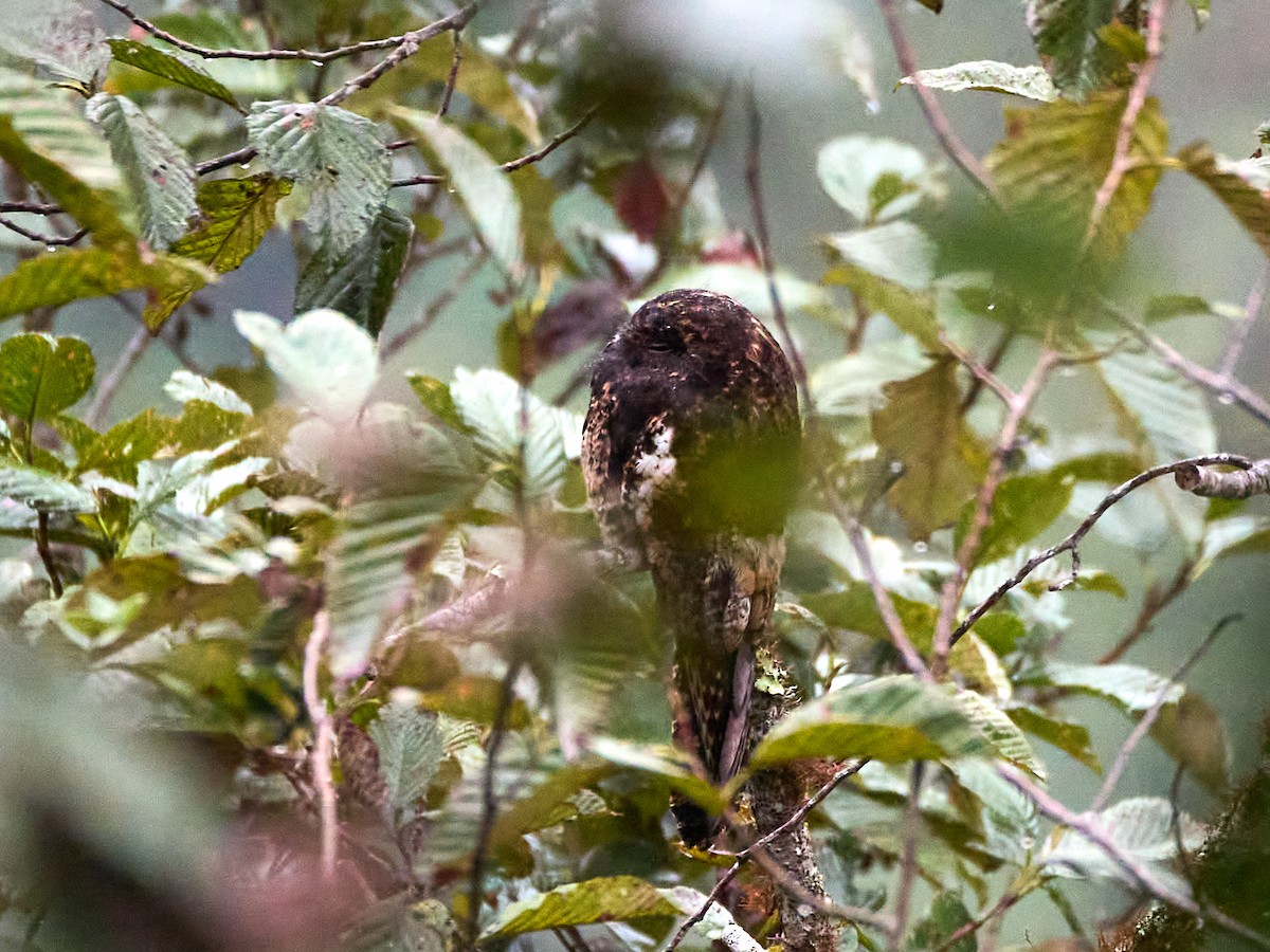 Andean Potoo - ML638933479