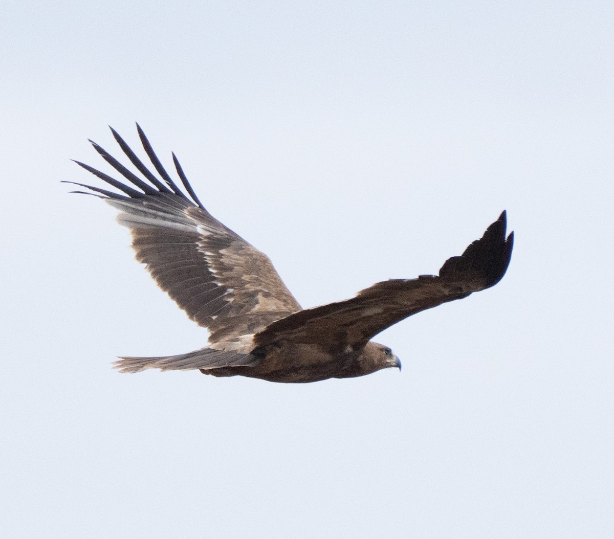 Tawny Eagle - ML638933495