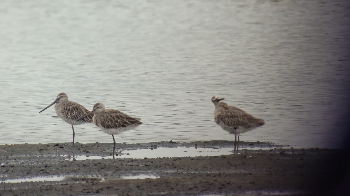 asiabekkasinsnipe - ML638933551