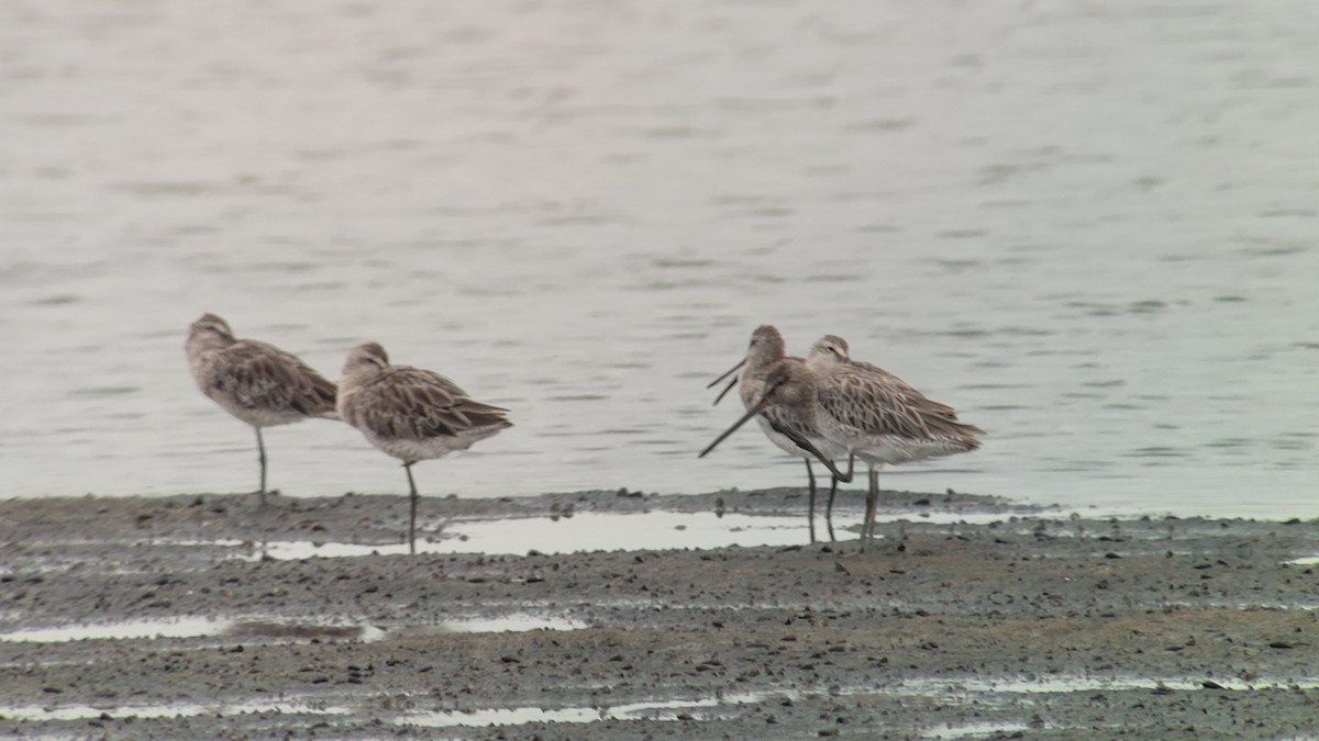 asiabekkasinsnipe - ML638933552