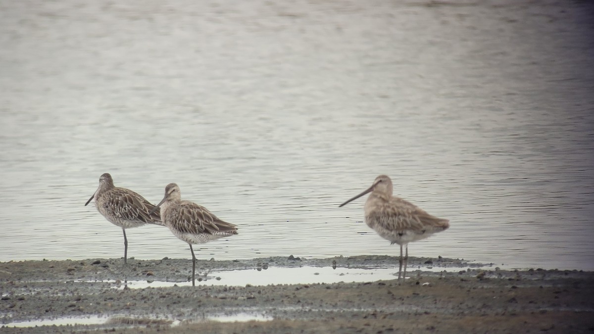 asiabekkasinsnipe - ML638933553