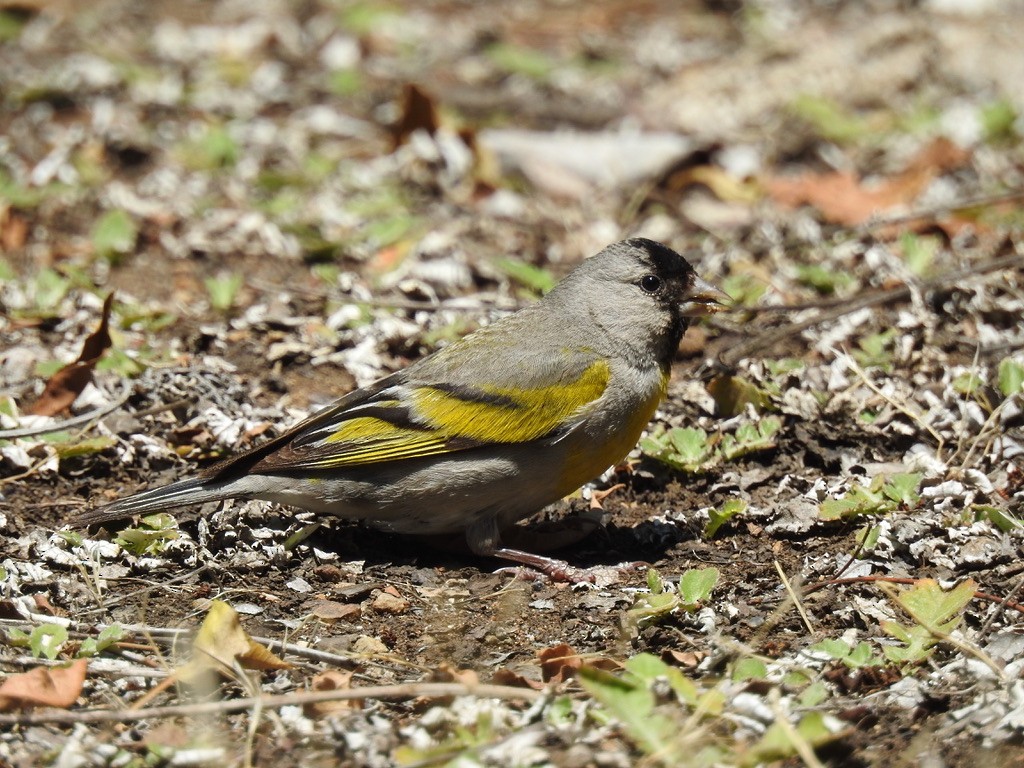 Lawrence's Goldfinch - ML638933558