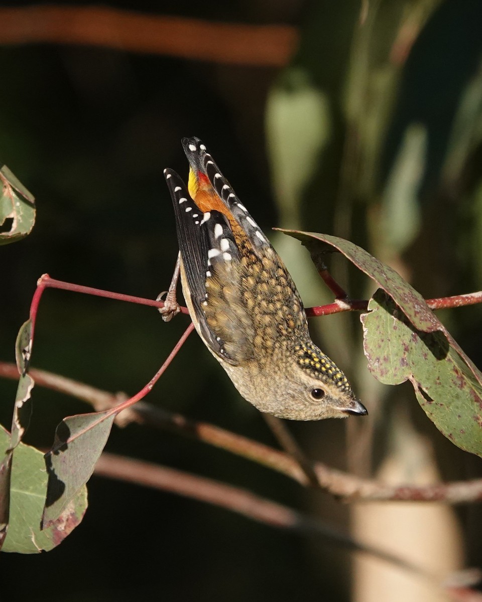 Spotted Pardalote - ML638933590