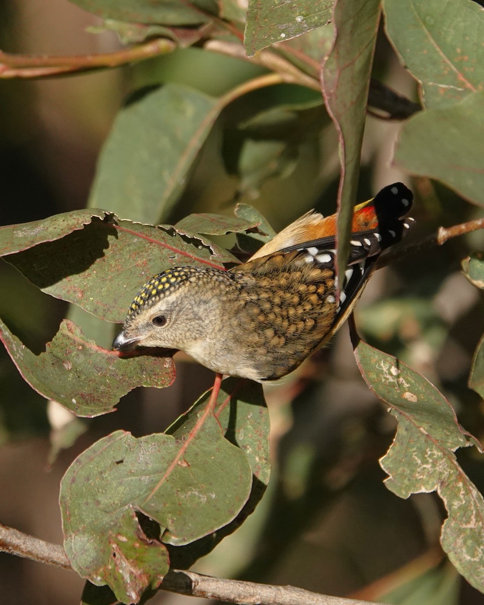 Spotted Pardalote - ML638933591