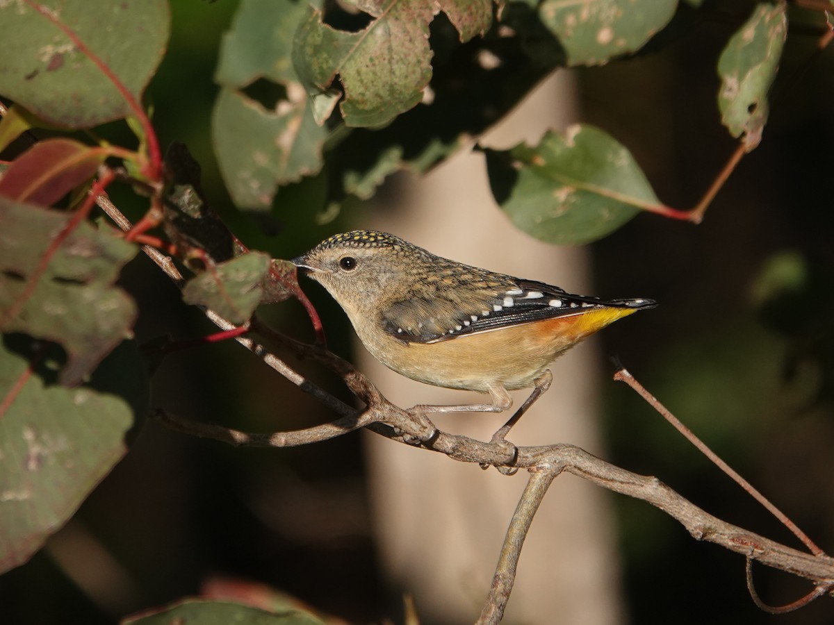 Spotted Pardalote - ML638933592