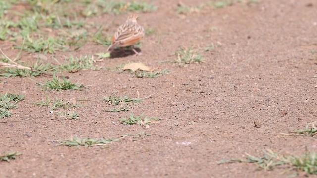 Indian Bushlark - ML638933605