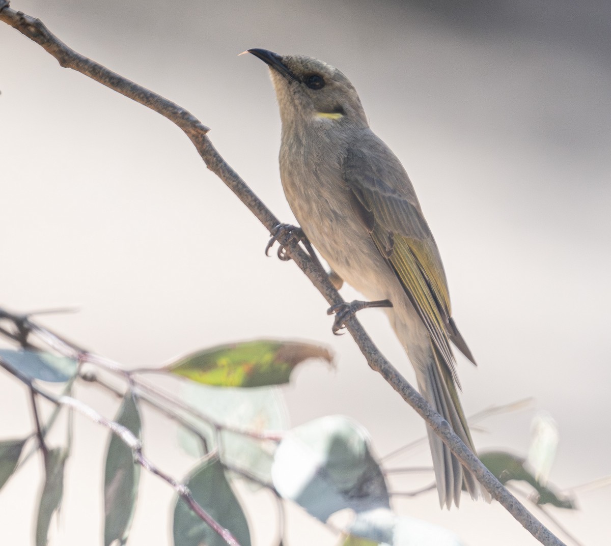 Fuscous Honeyeater - ML638933655