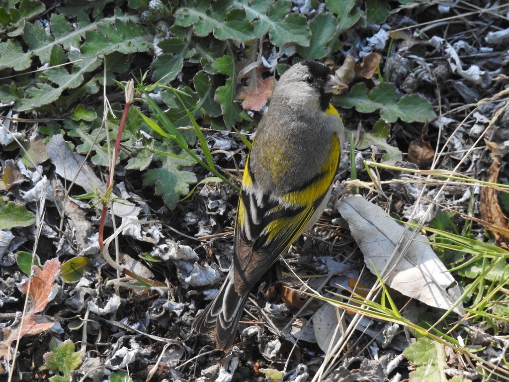 Lawrence's Goldfinch - ML638933657