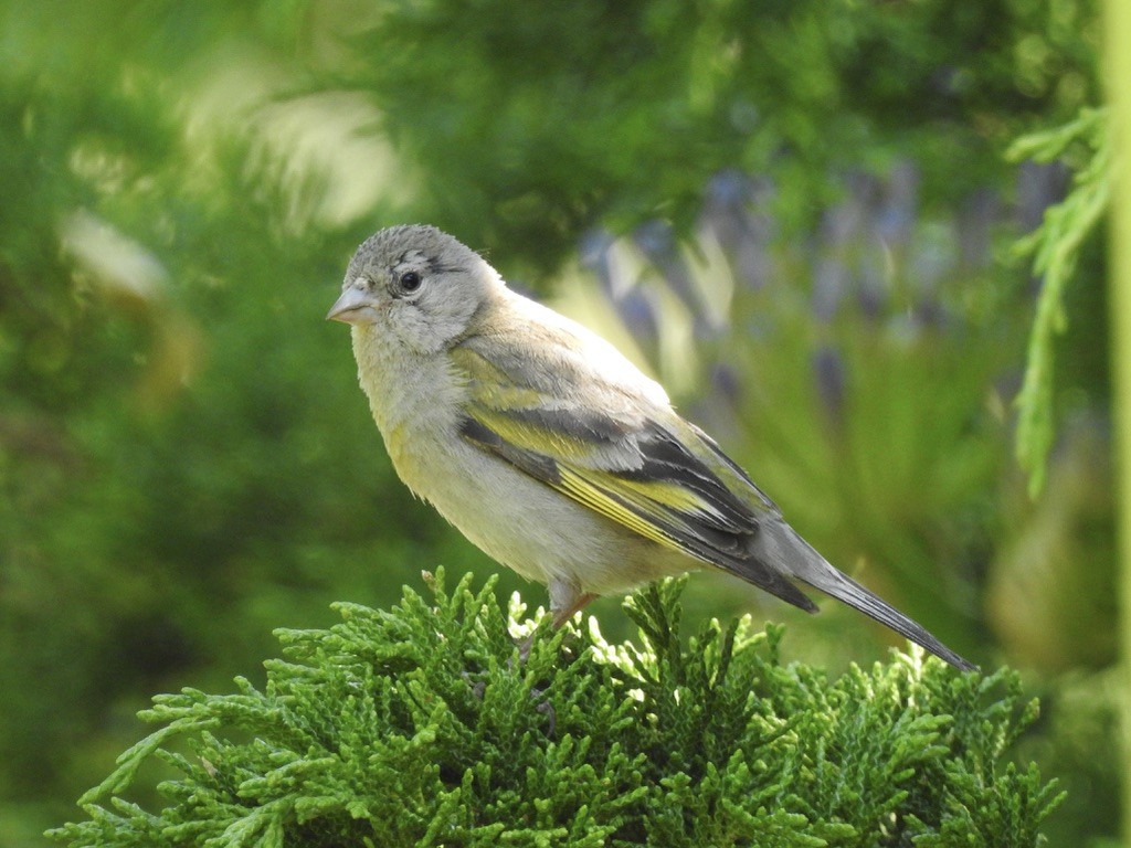 Lawrence's Goldfinch - ML638933658