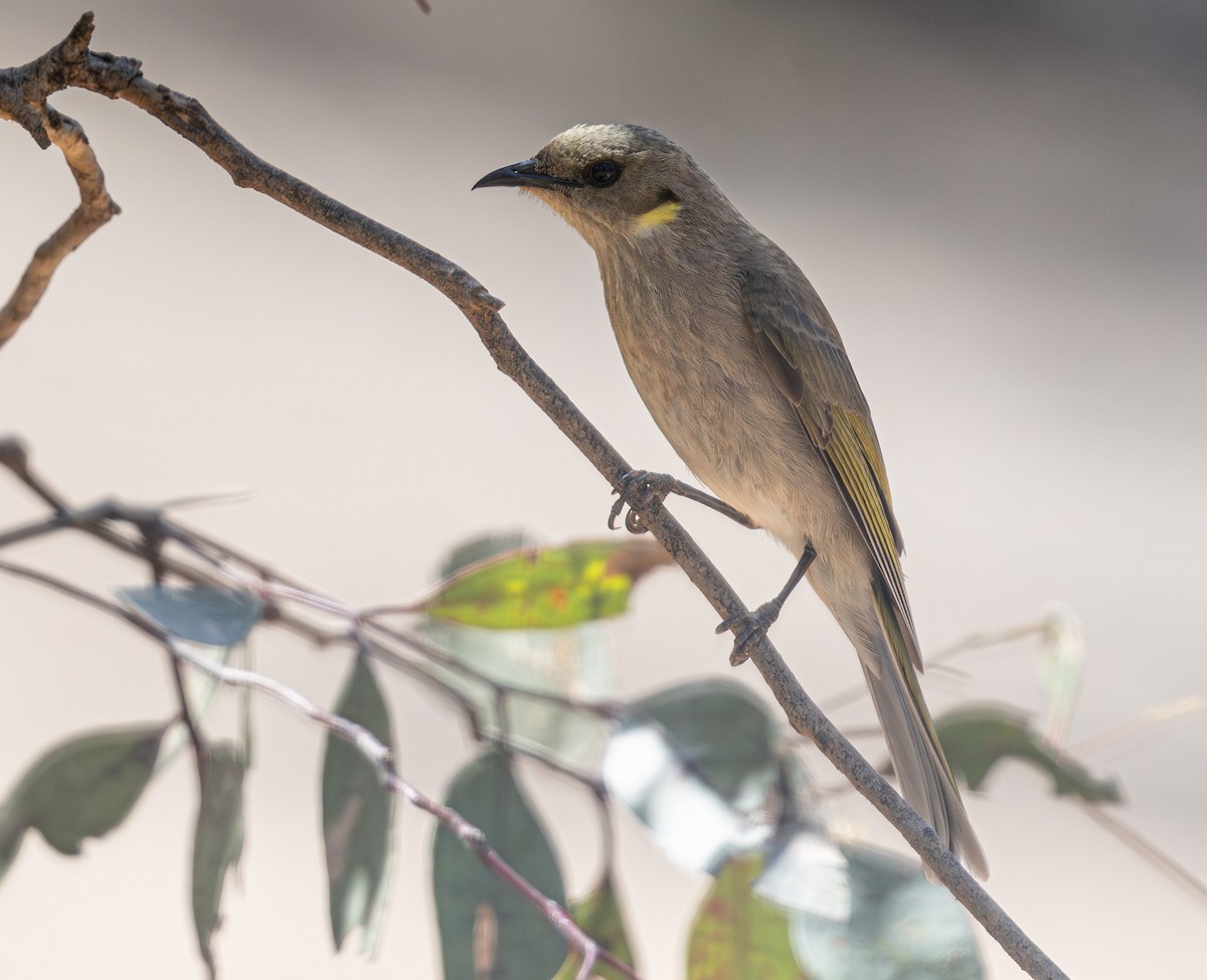 Fuscous Honeyeater - ML638933662