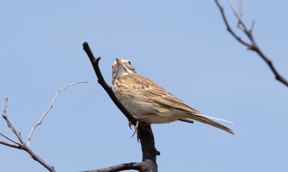 Australian Pipit - ML638933666
