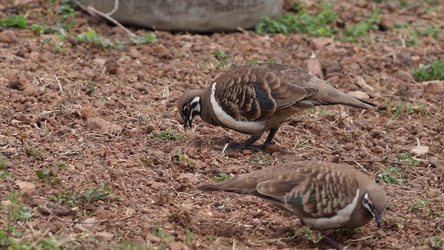 Squatter Pigeon - ML638933688