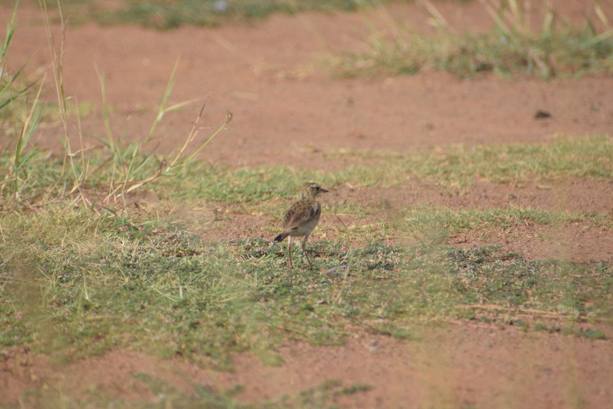 Paddyfield Pipit - ML638933714