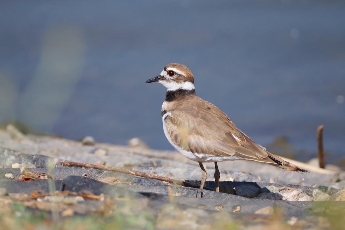 Killdeer - ML638933735