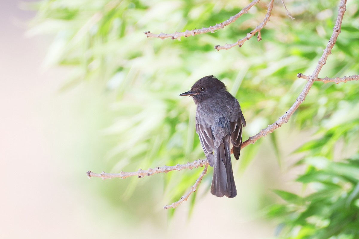 Black Phoebe - ML638933738