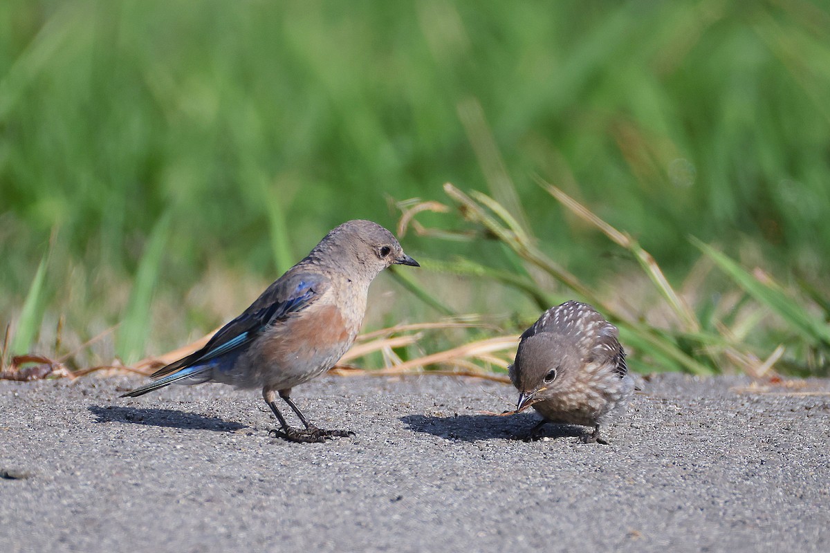 Western Bluebird - ML638933741