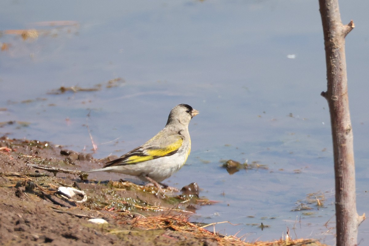 Lawrence's Goldfinch - ML638933744
