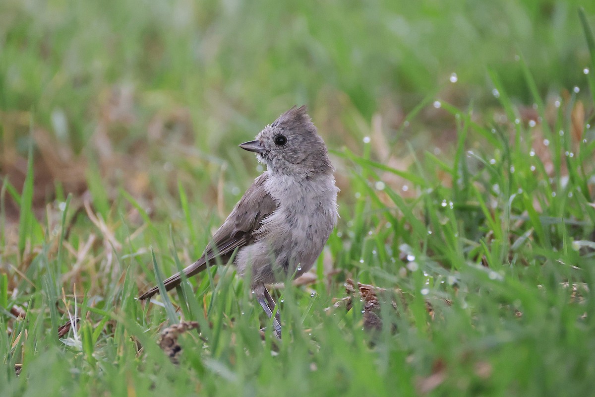 Oak Titmouse - ML638933746