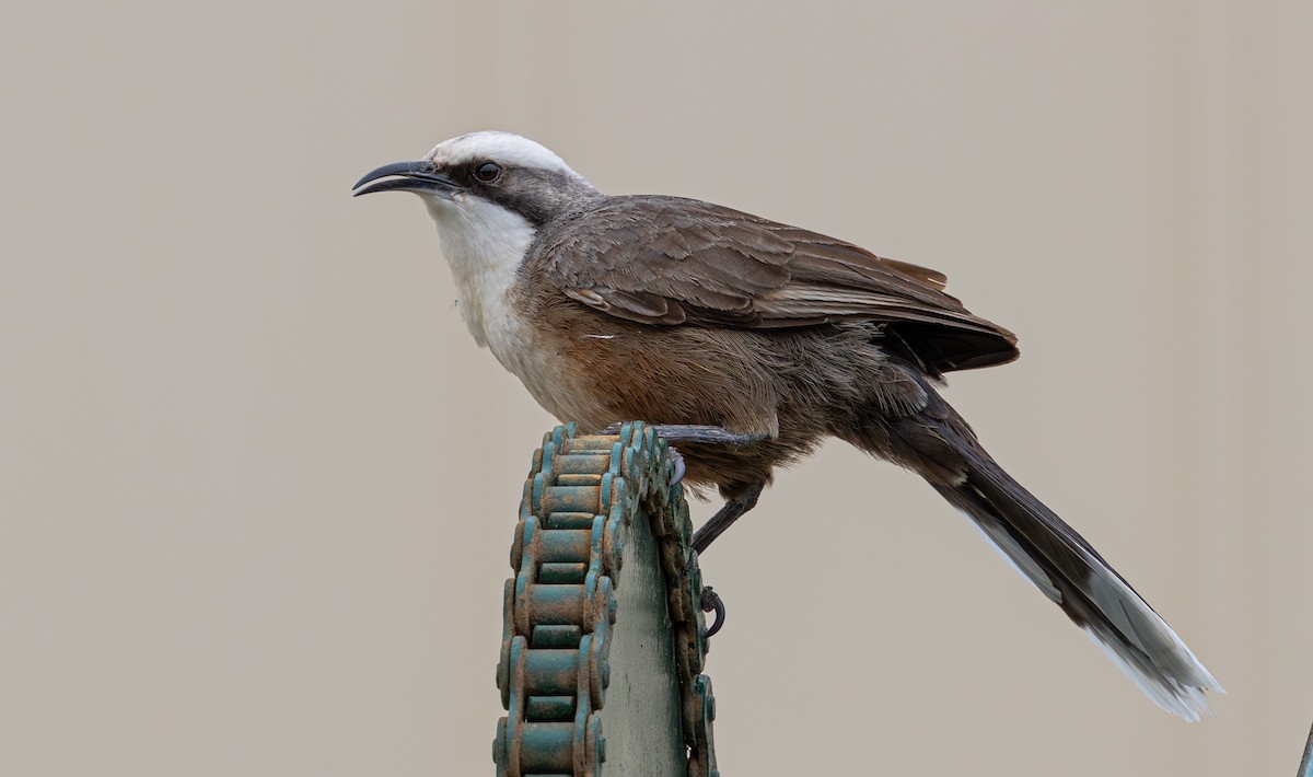 Gárrulo Coronigrís - ML638933761