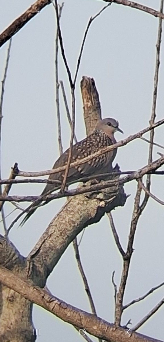 Spotted Dove - ML638933807