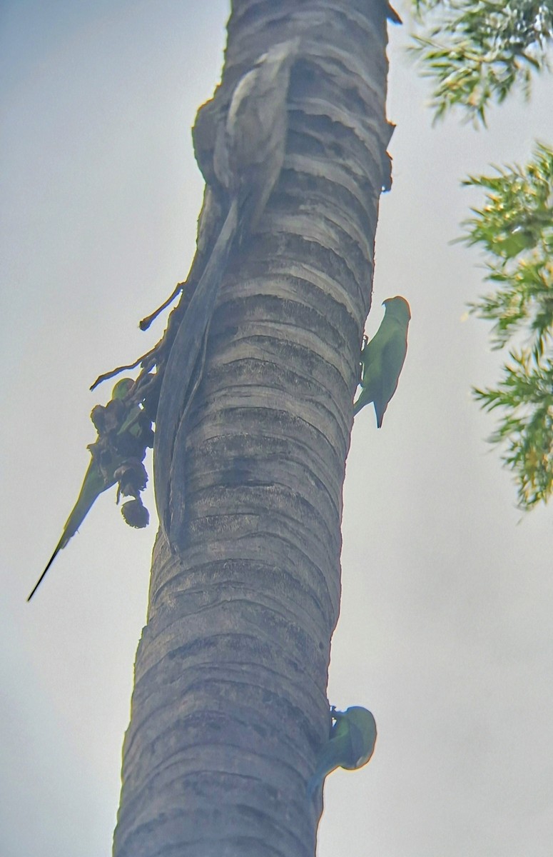 Rose-ringed Parakeet - ML638933808