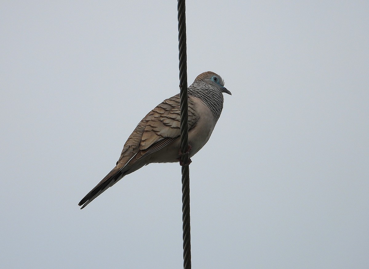 Peaceful Dove - ML638933829