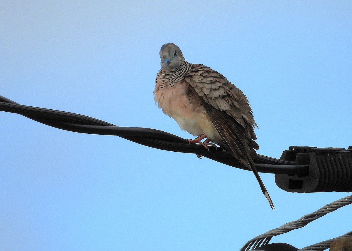 Peaceful Dove - ML638933830