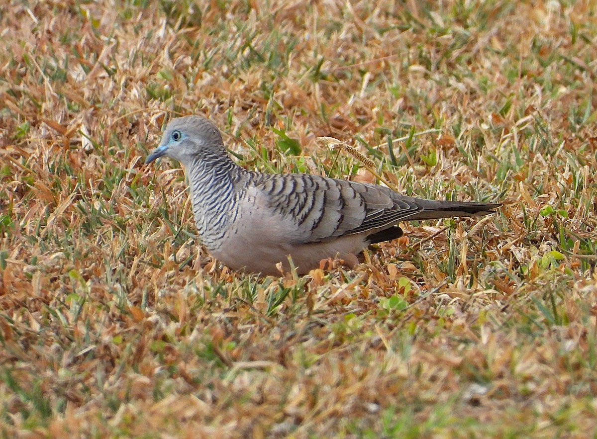 Peaceful Dove - ML638933831