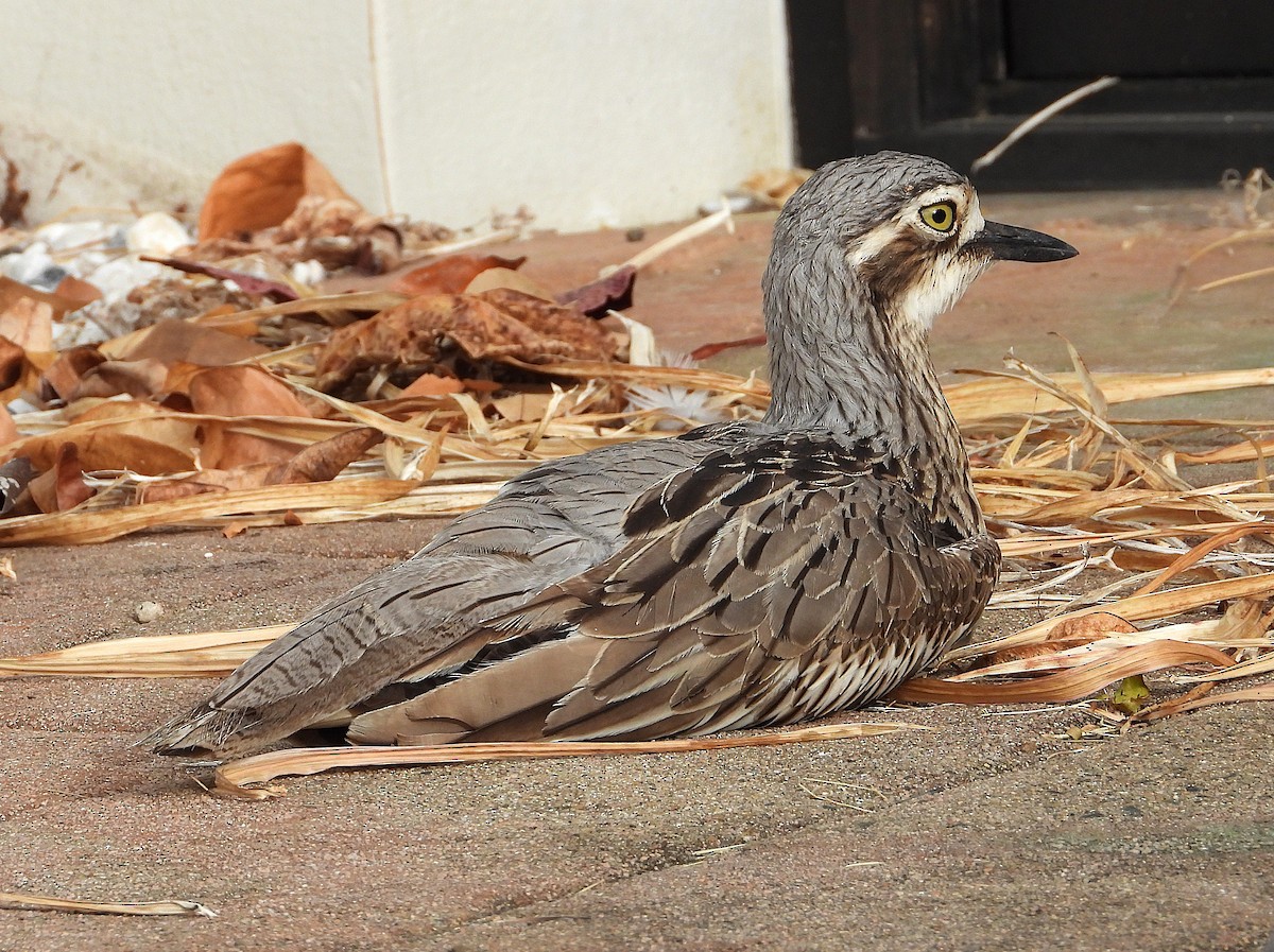 Bush Thick-knee - ML638933833