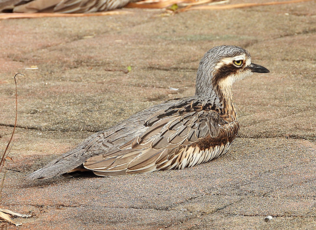 Bush Thick-knee - ML638933834