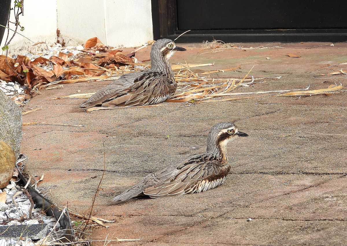 Bush Thick-knee - ML638933836