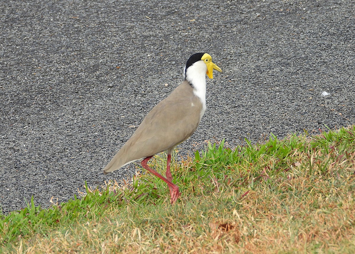 Masked Lapwing - ML638933840