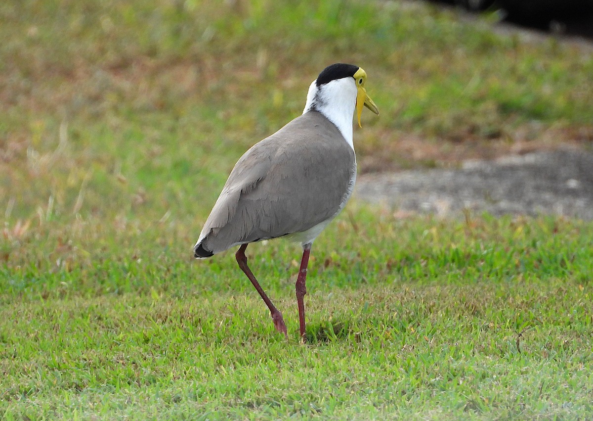 Masked Lapwing - ML638933841